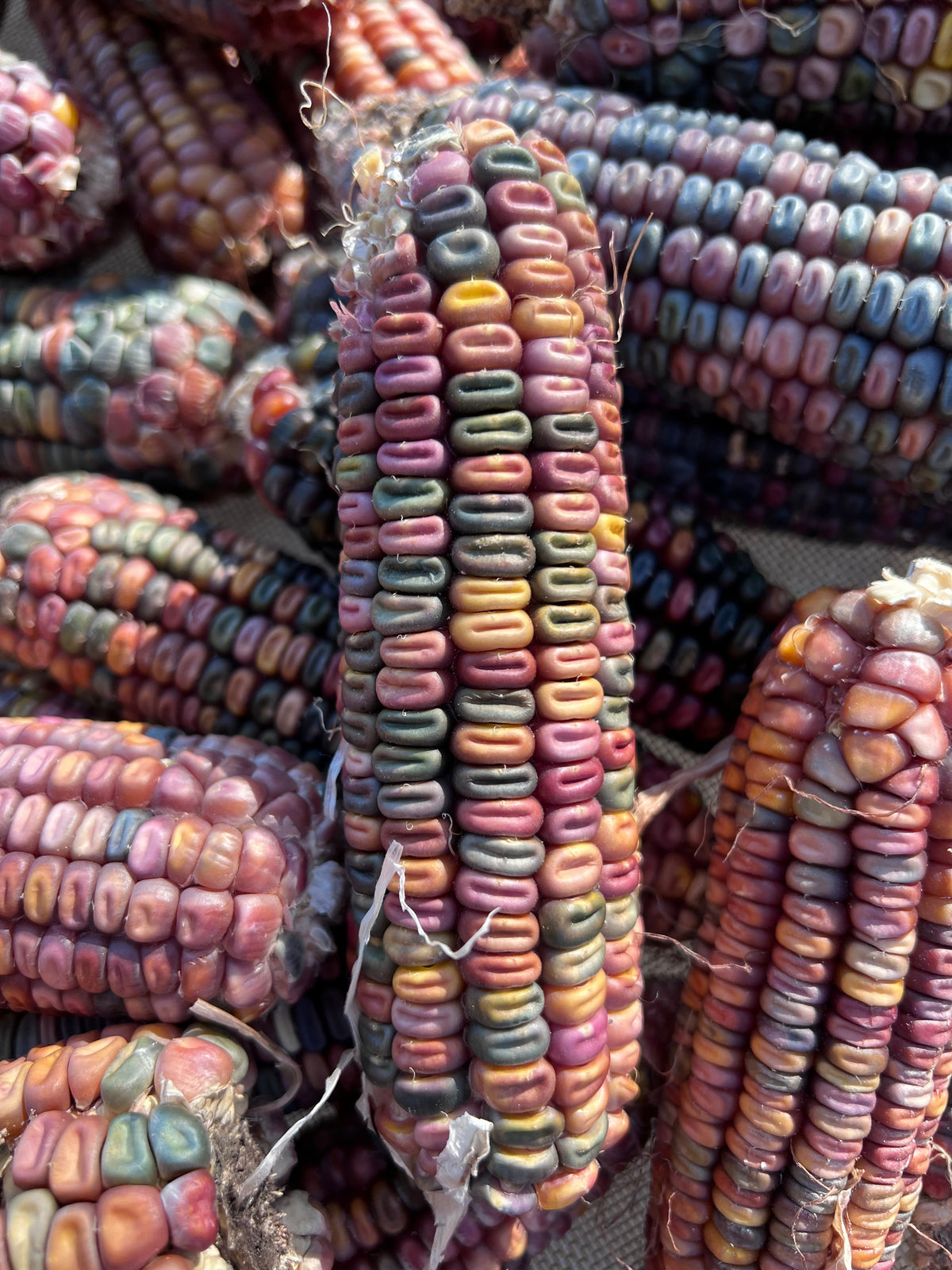 Earth Tones Dent Corn