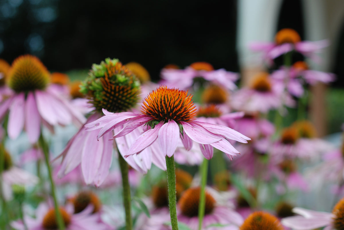 Echinacea Purpurea / Eastern Coneflower