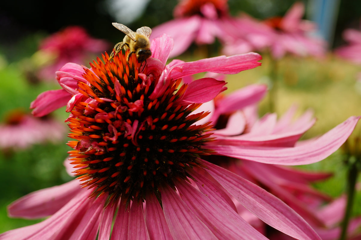 Echinacea Purpurea / Eastern Coneflower