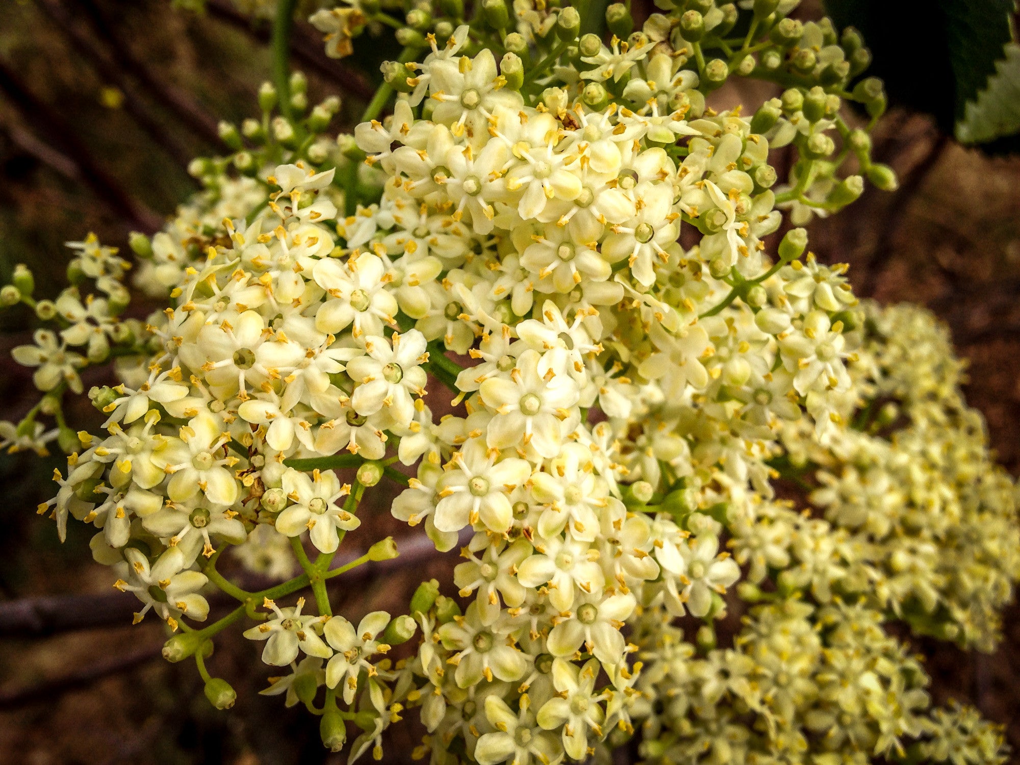 elderberry seeds for planting Plant Good Seed Company Elderberry