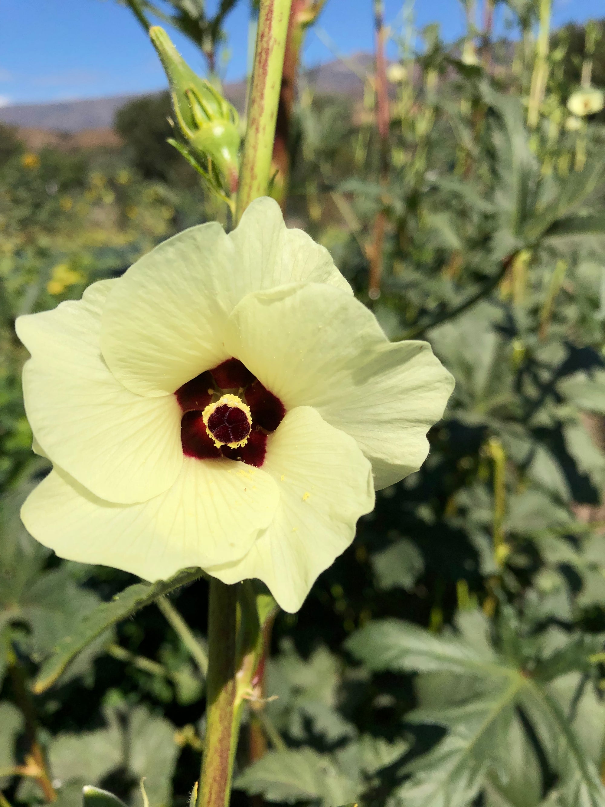 Evertender Okra flower