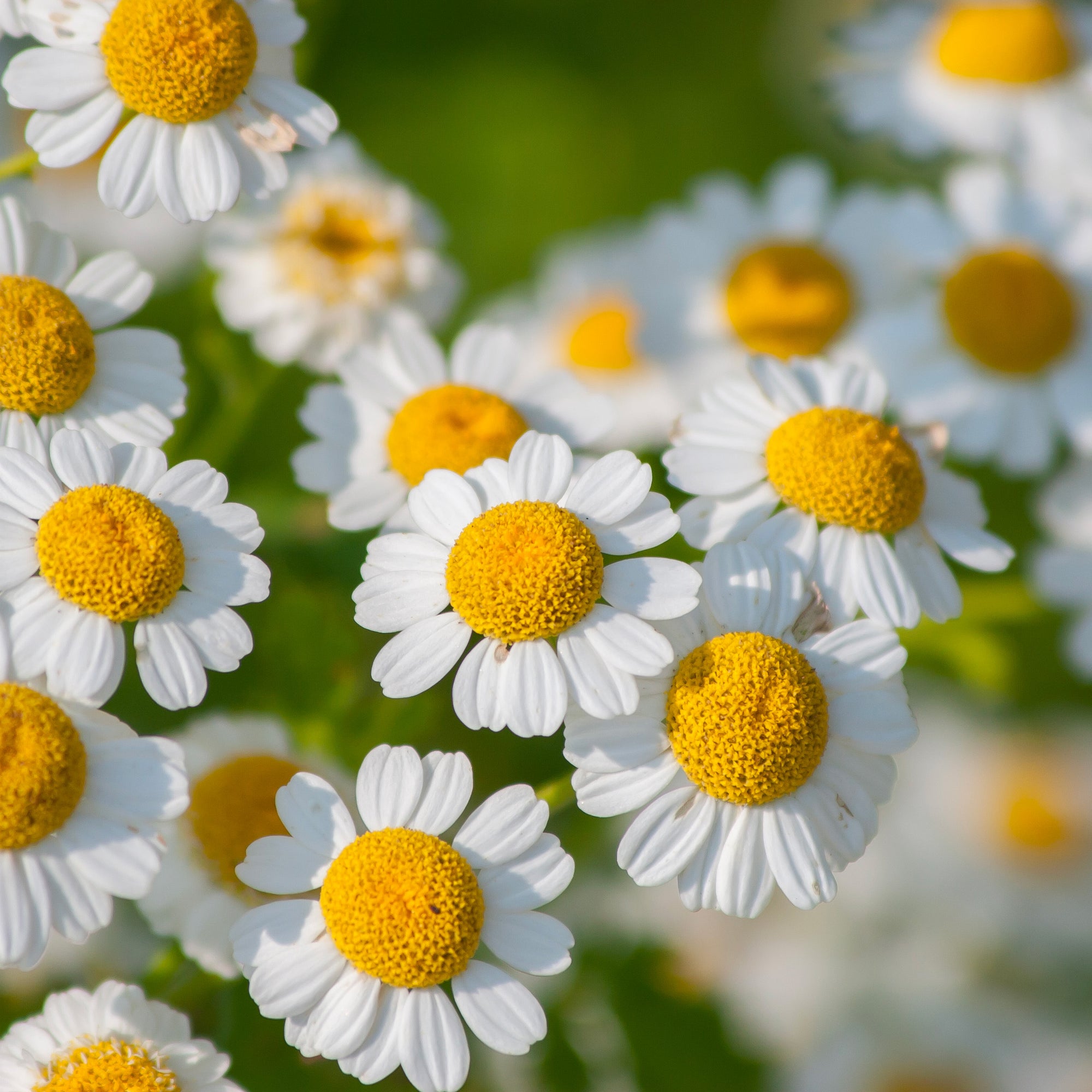 Feverfew Seeds The Plant Good Seed Company feverfew-seeds-the-plant-good-seed-company