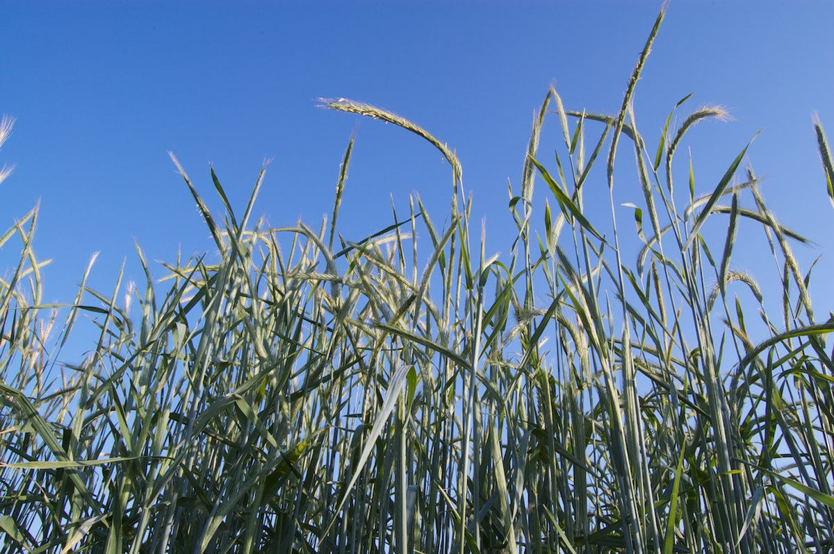 Rye stalks in field.