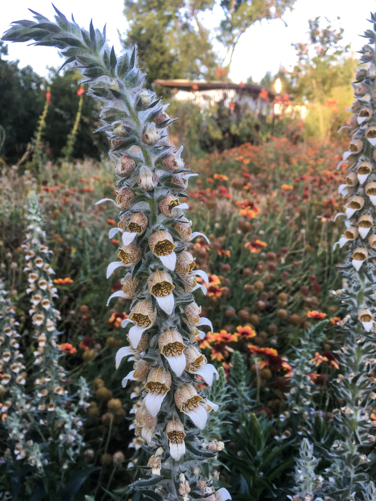 Café Crème Foxglove
