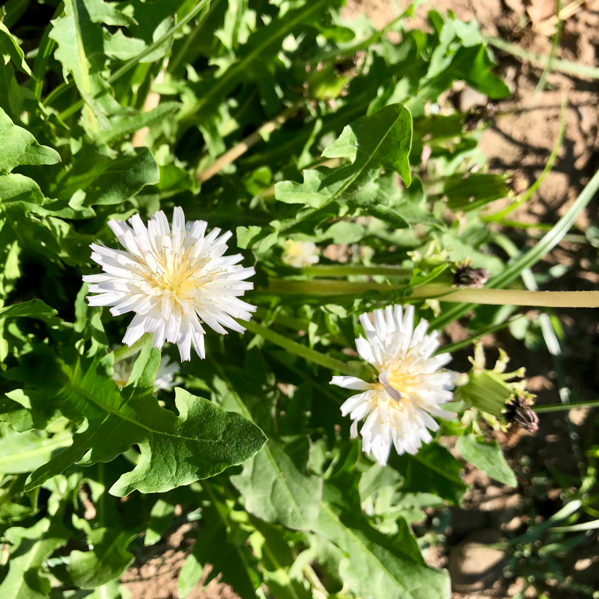White Dandelion (Taraxacum albidum)