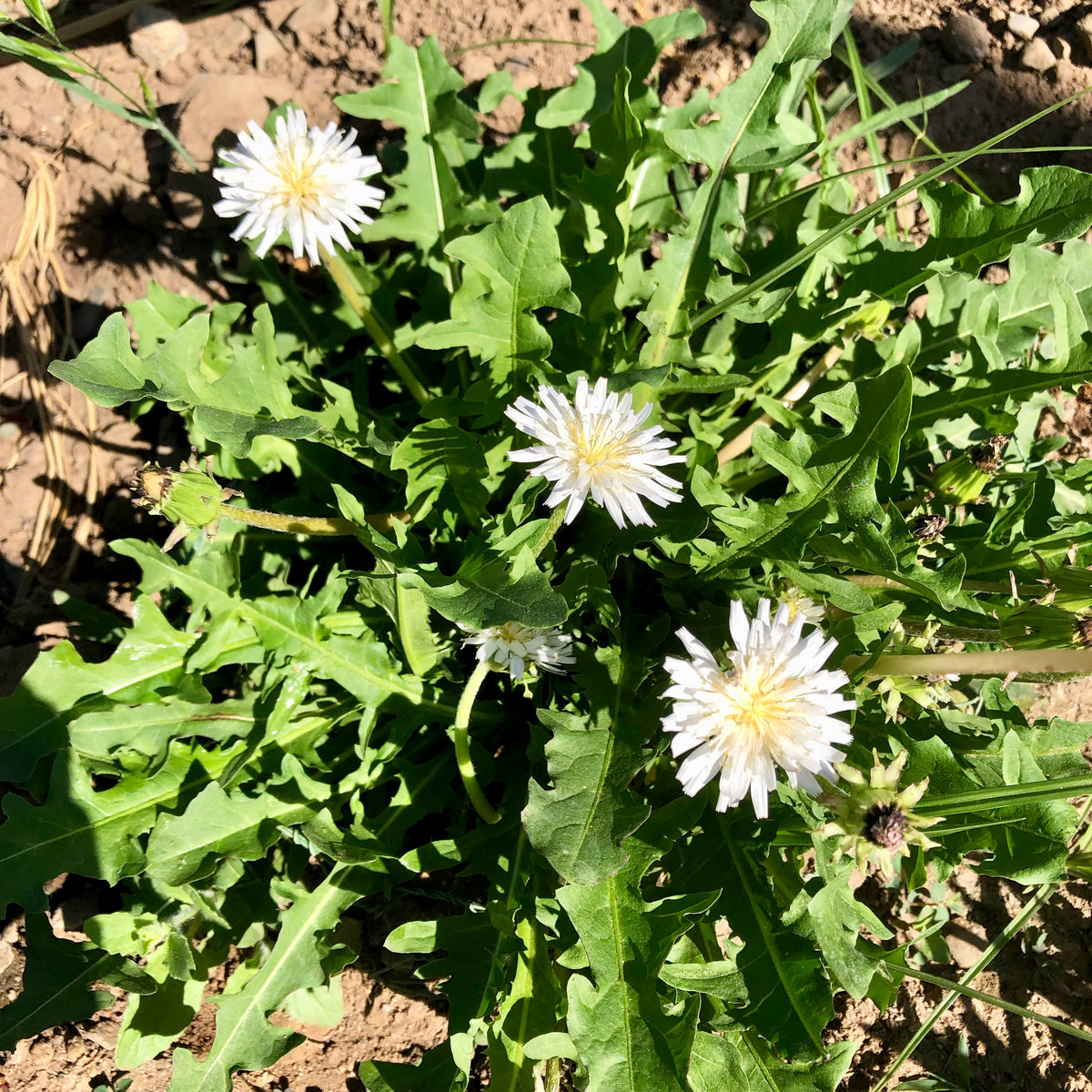 White Dandelion (Taraxacum albidum)