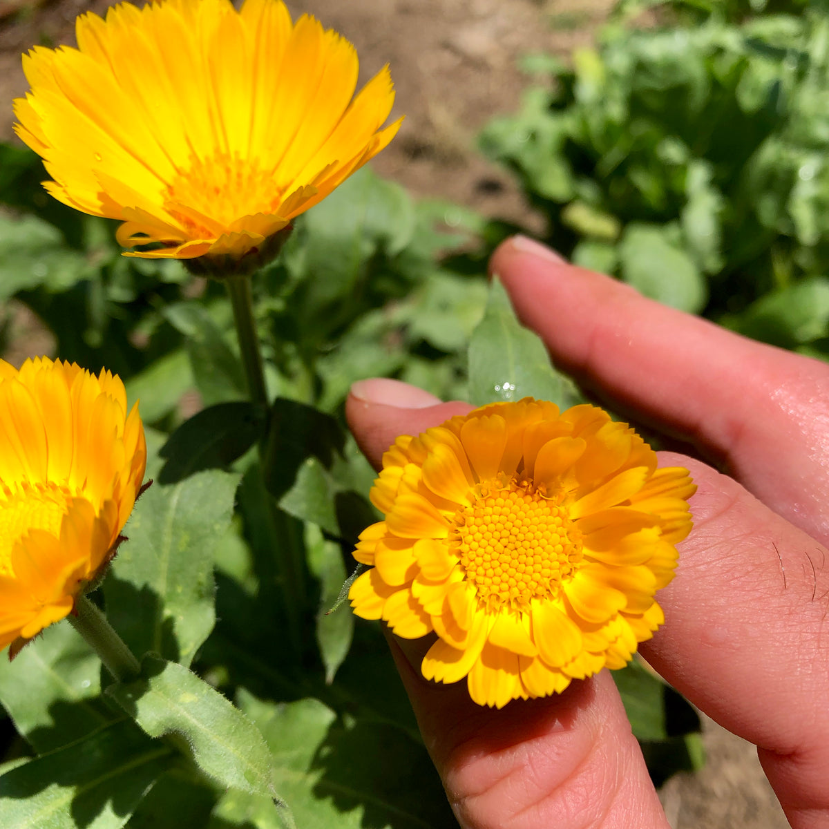 Resina Calendula