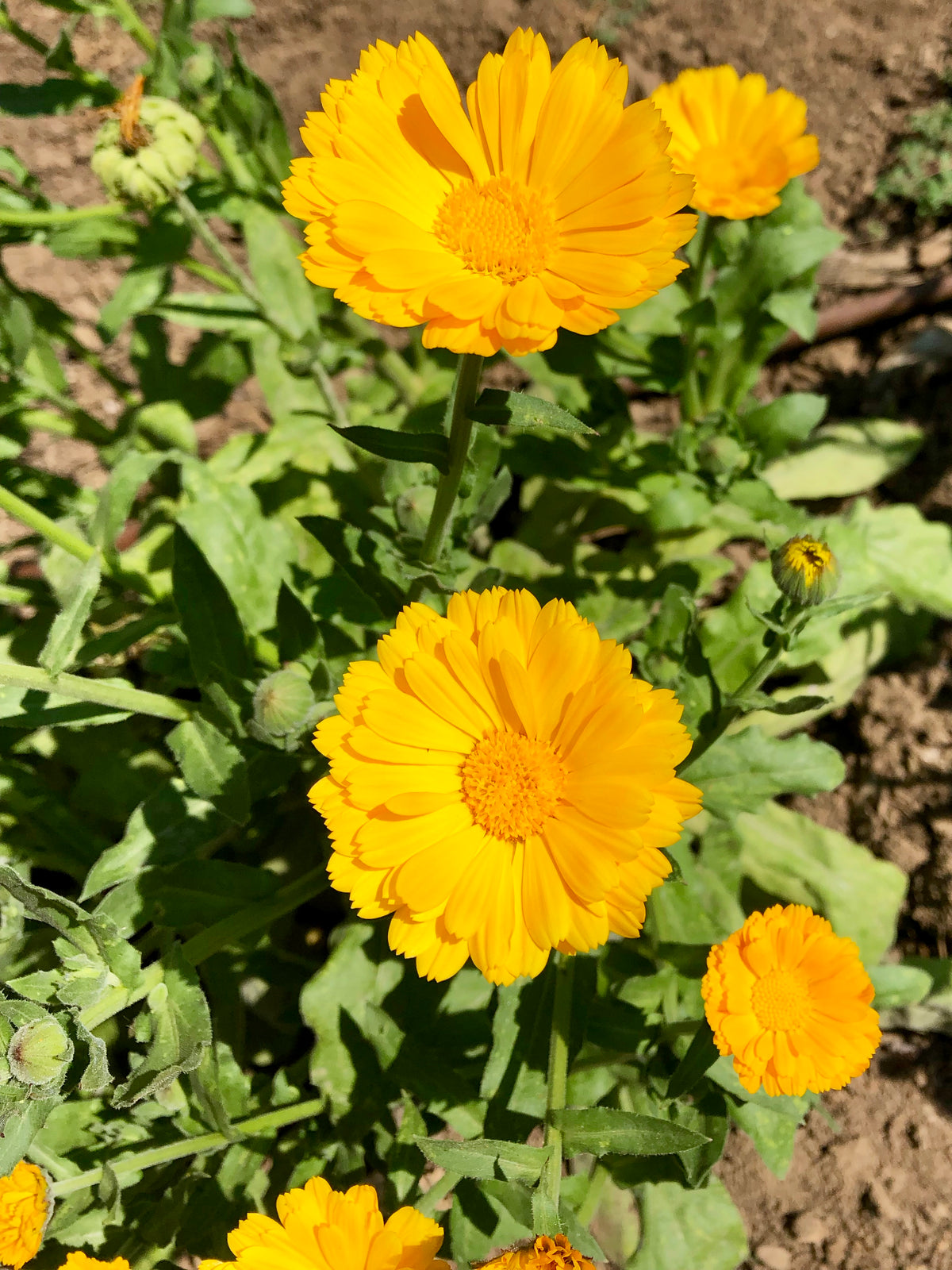 Resina Calendula