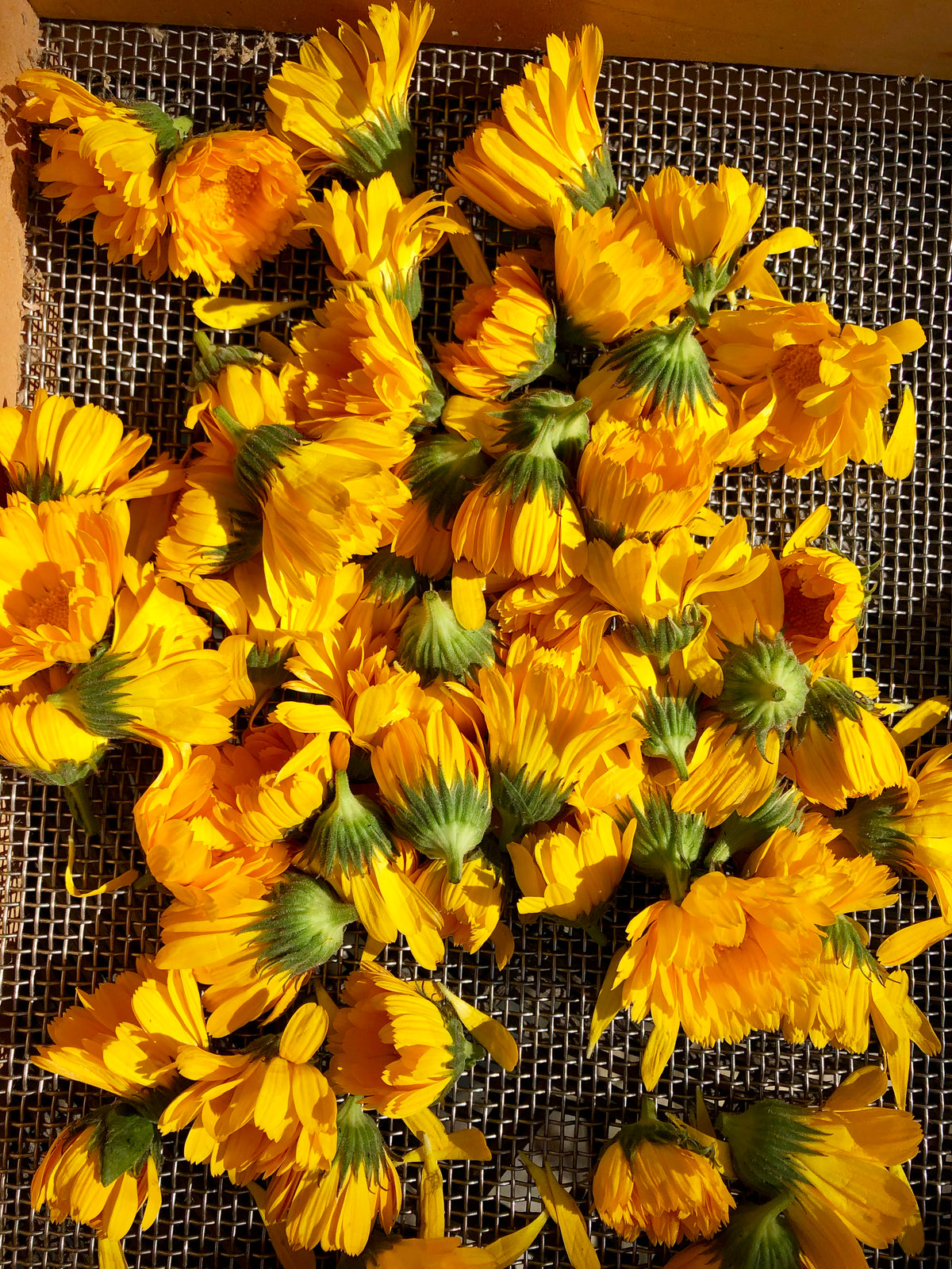 Resina Calendula