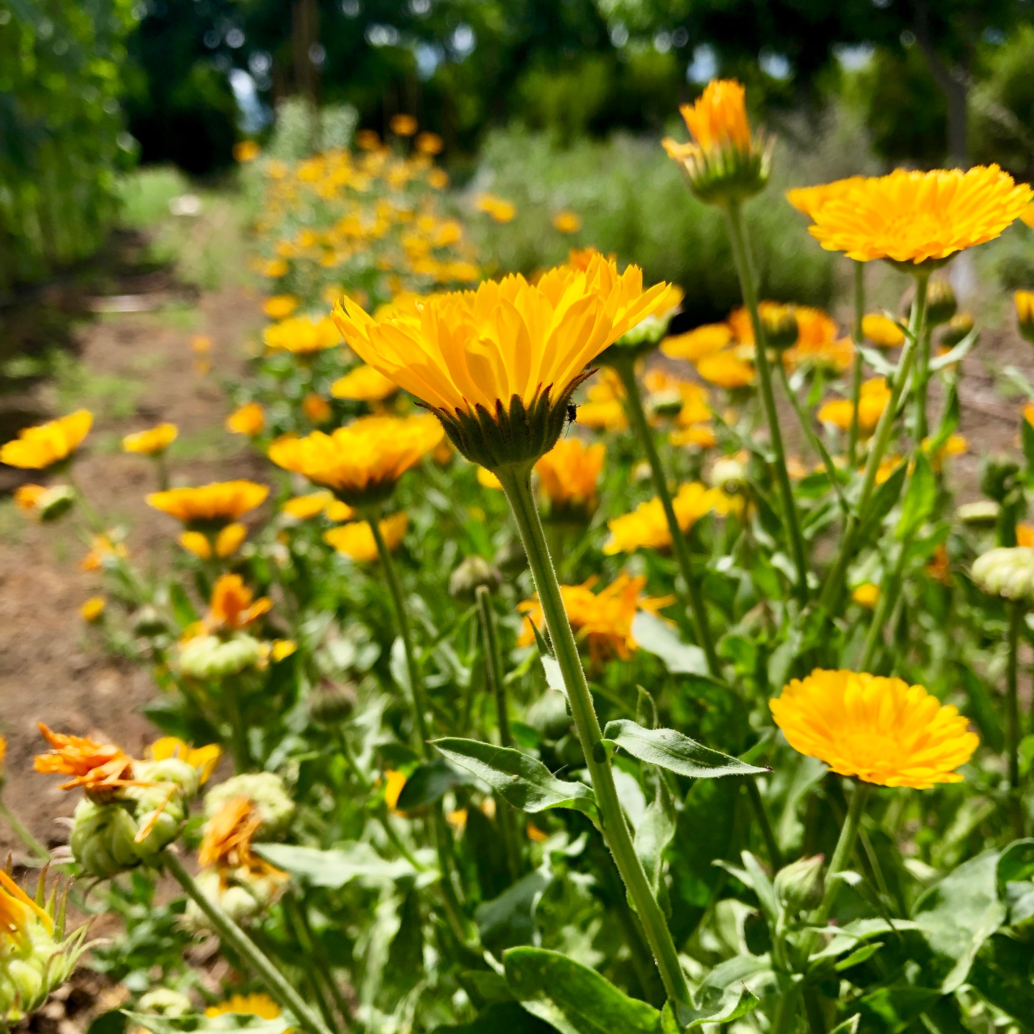 Resina Calendula Seeds - Pack of 60, Certified Organic, Non-GMO, Open Pollinated, Untreated Flower Seeds for Planting - from USA