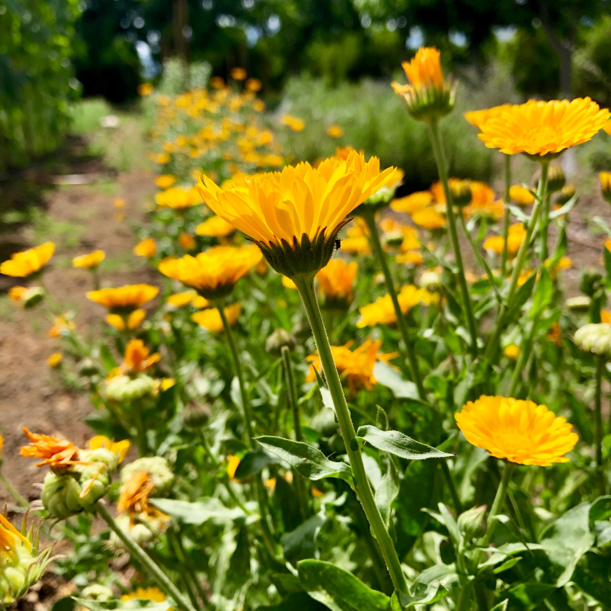 calendula succulent Plant Good Seed Resina Calendula Seeds for Planting Organic Partial Sun Annual Flower 60 Seed Packet