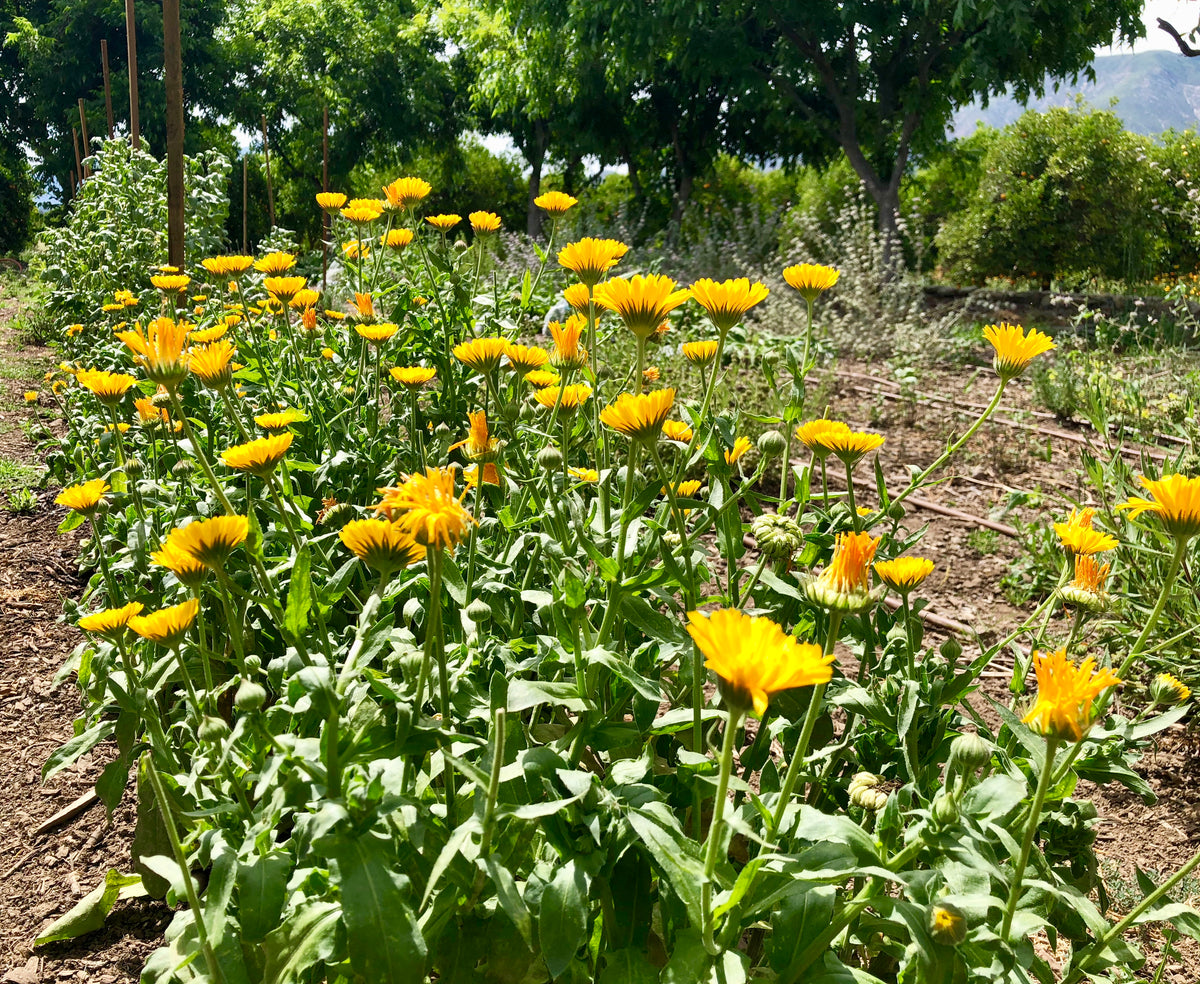 Resina Calendula