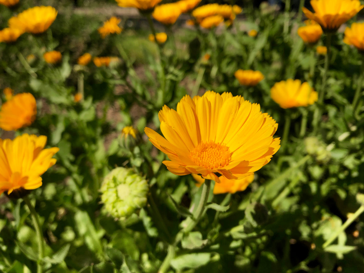 Resina Calendula