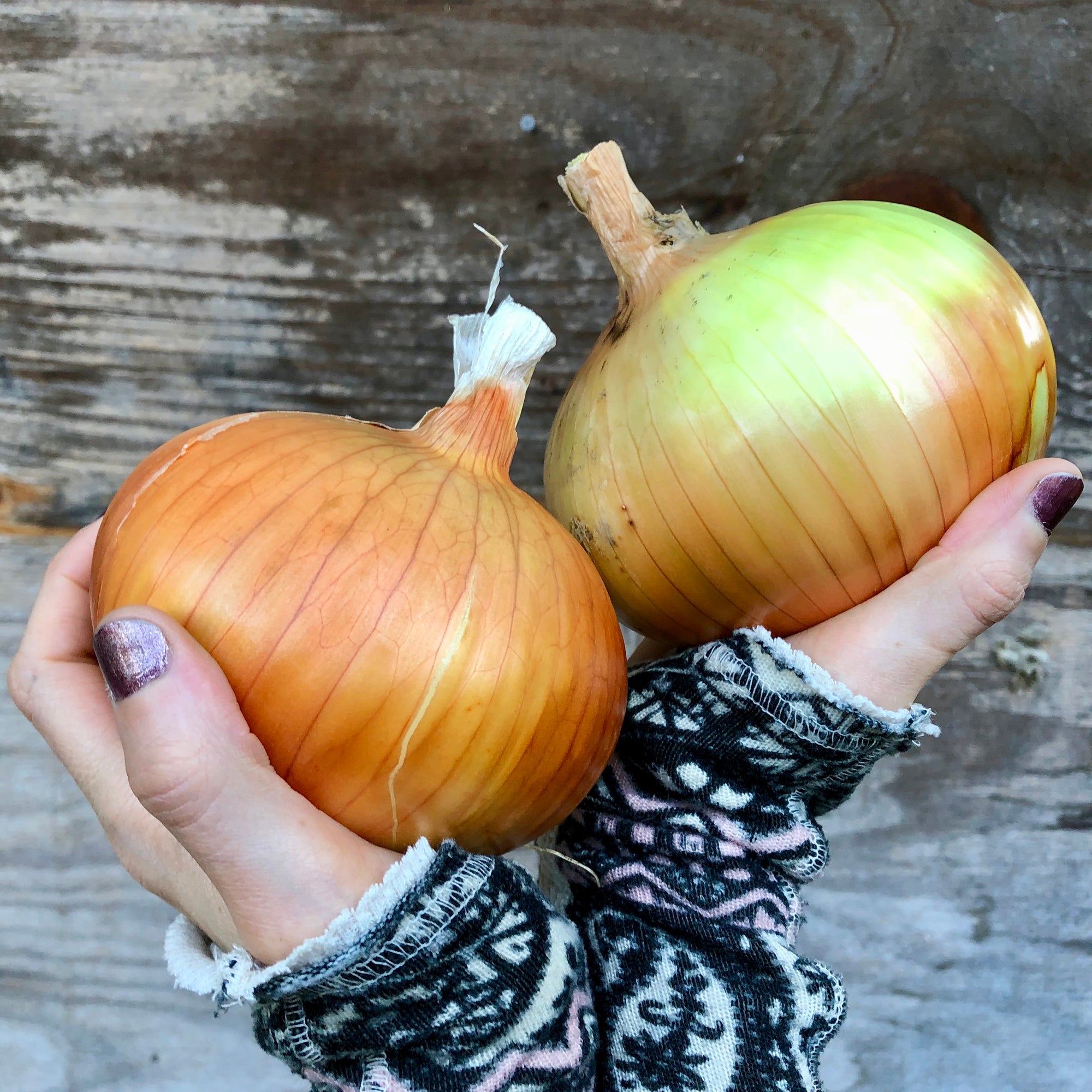 Hands Holding Riverside Sweet Yellow Onion Bulbs 