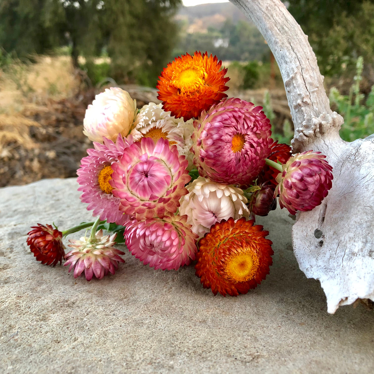 Sultane Strawflower Mix