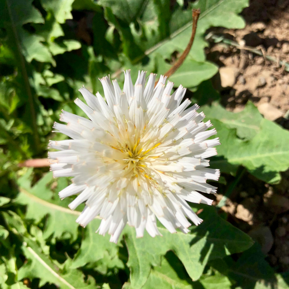 White Dandelion (Taraxacum albidum)