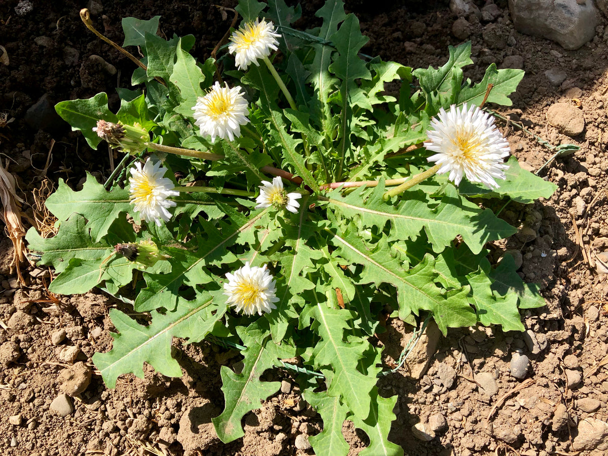 White Dandelion (Taraxacum albidum)
