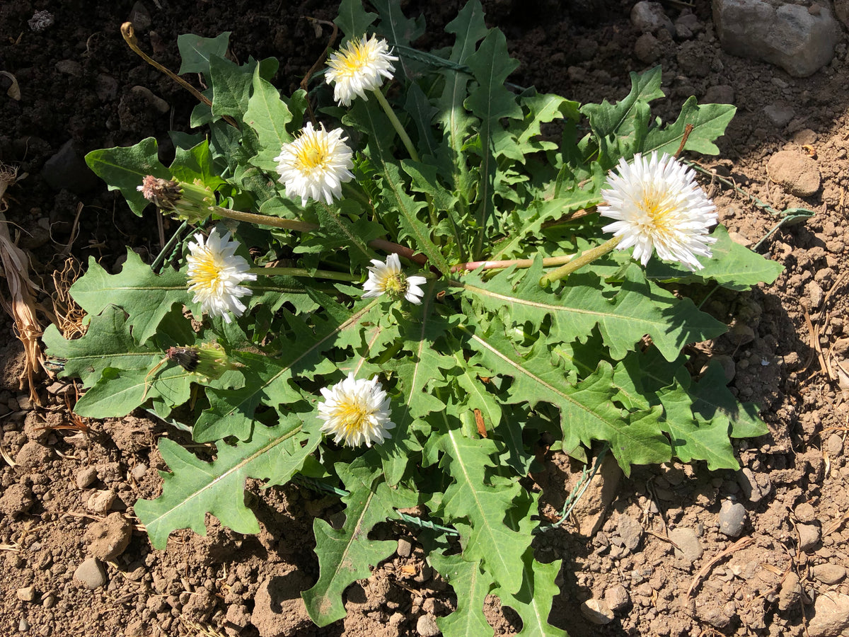 White Dandelion (Taraxacum albidum)