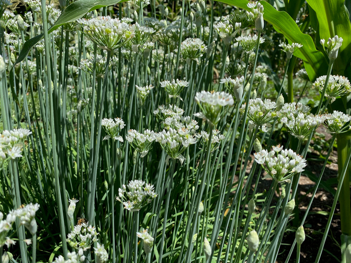 Garlic Chive / Chinese Leek