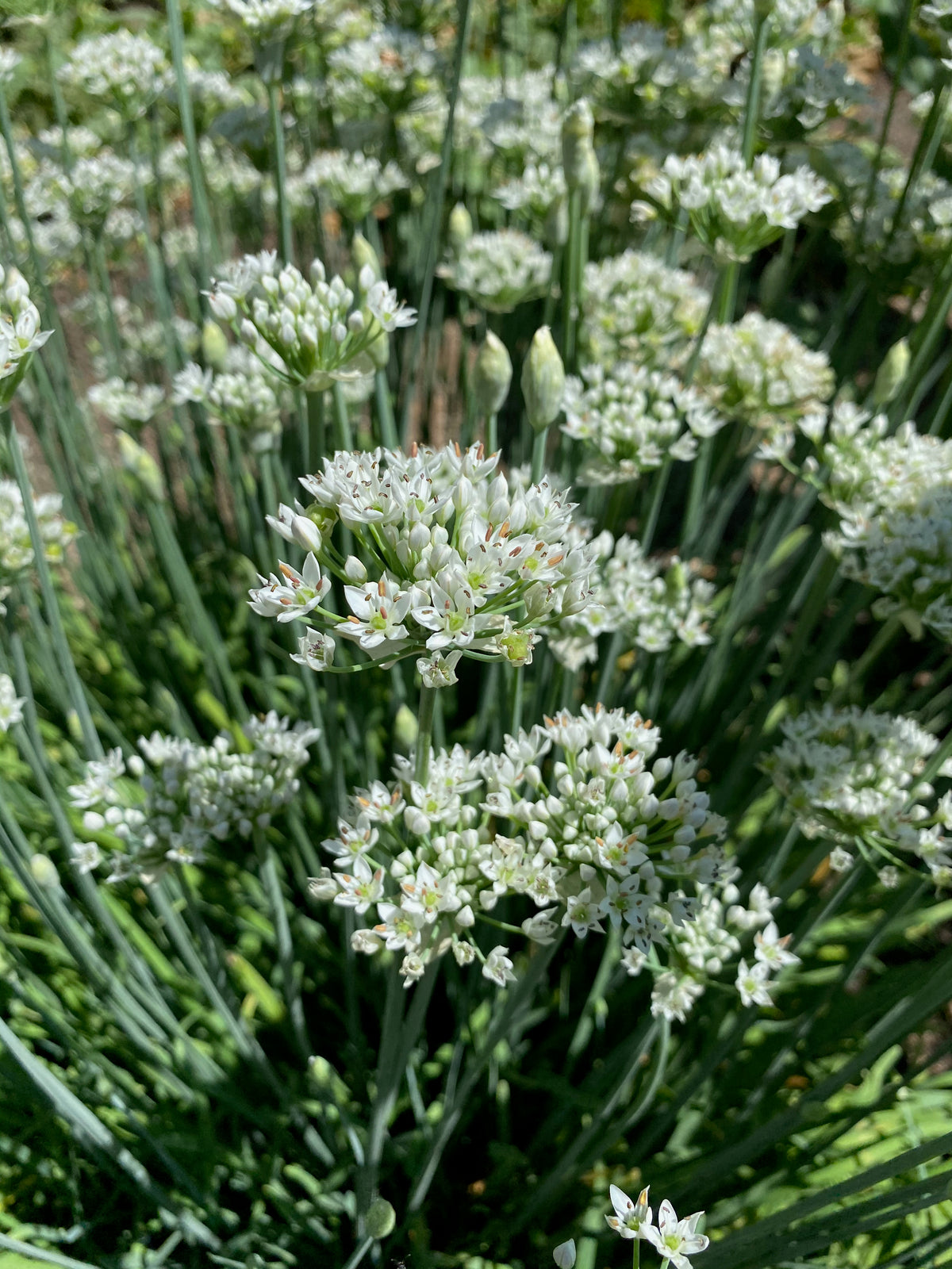 Garlic Chive / Chinese Leek