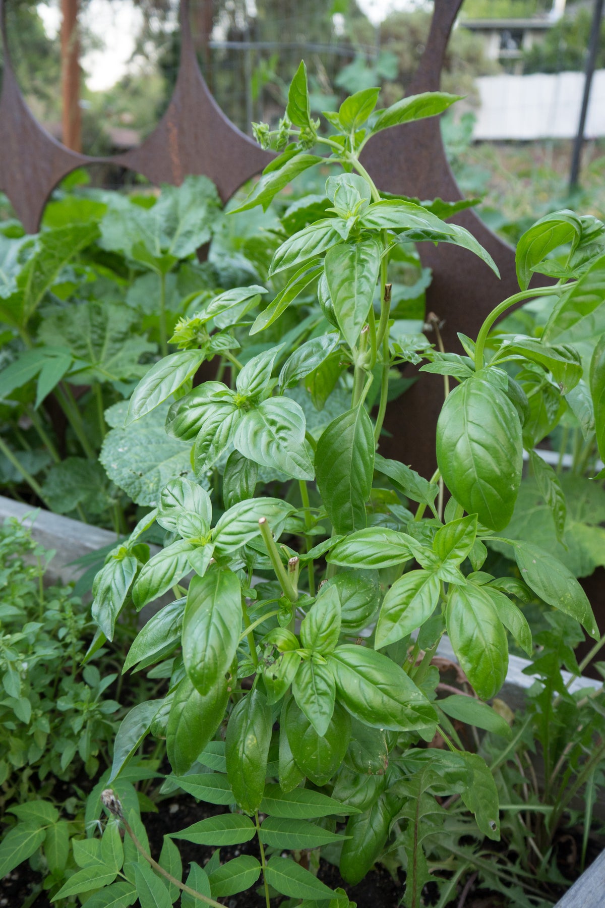 Genovese Basil