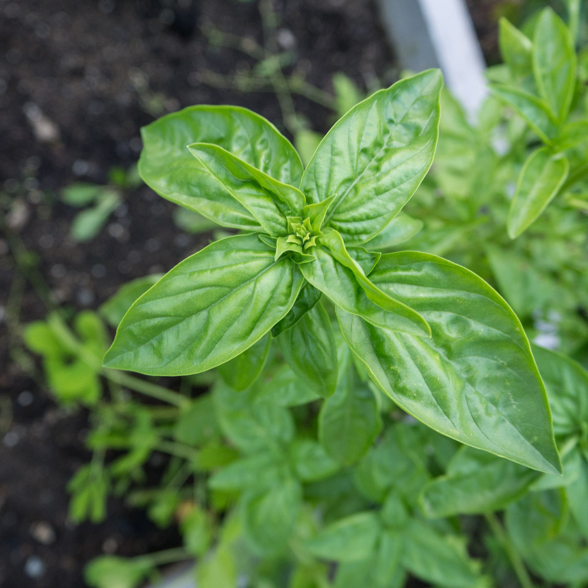 Genovese Basil