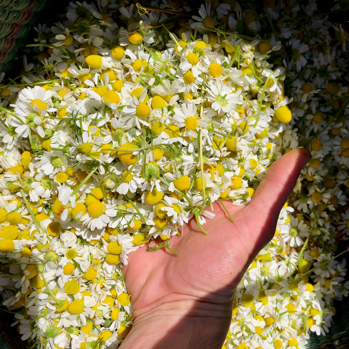 German Chamomile Blossoms being held by a hand