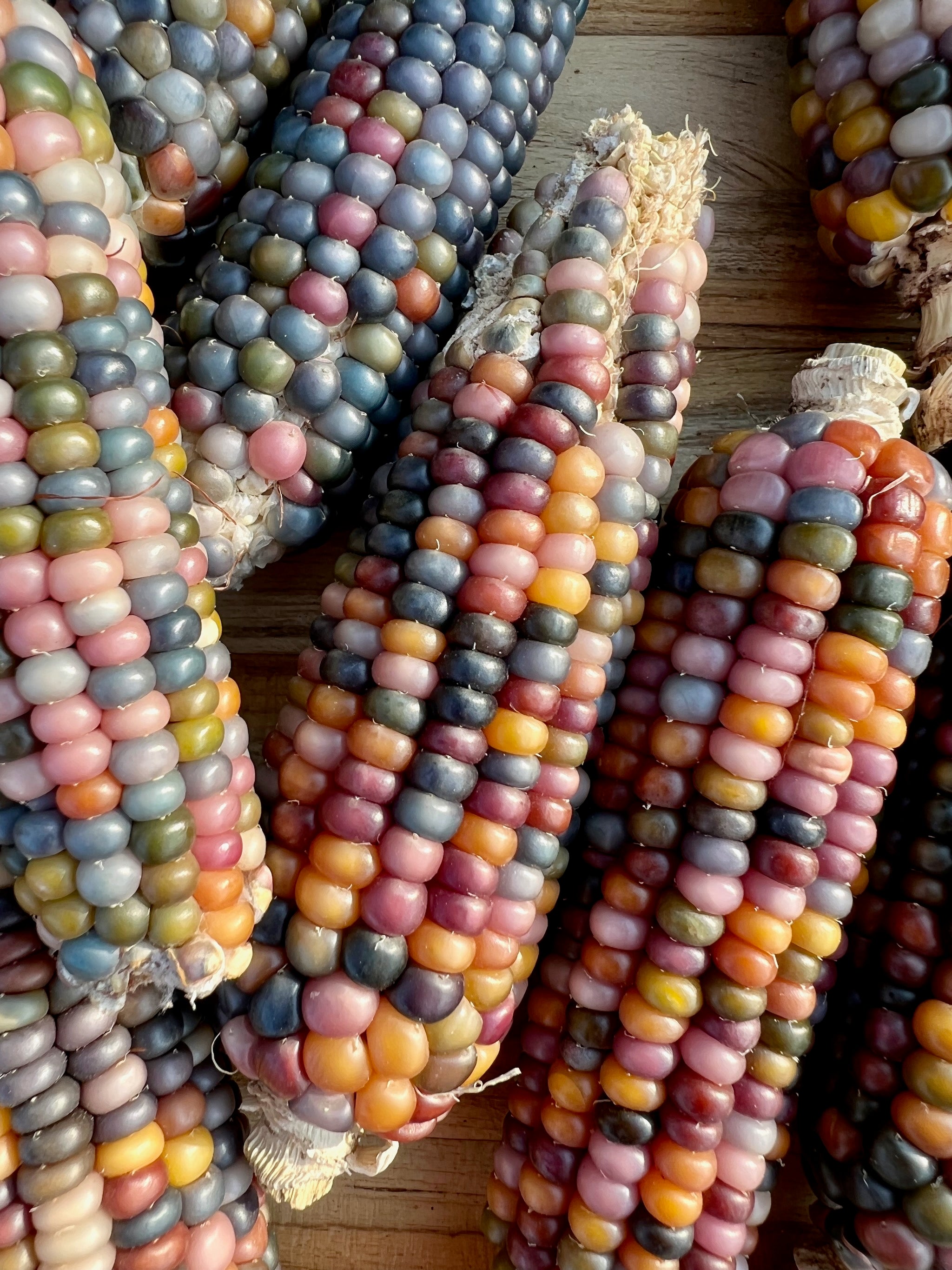 Glass Gem Corn