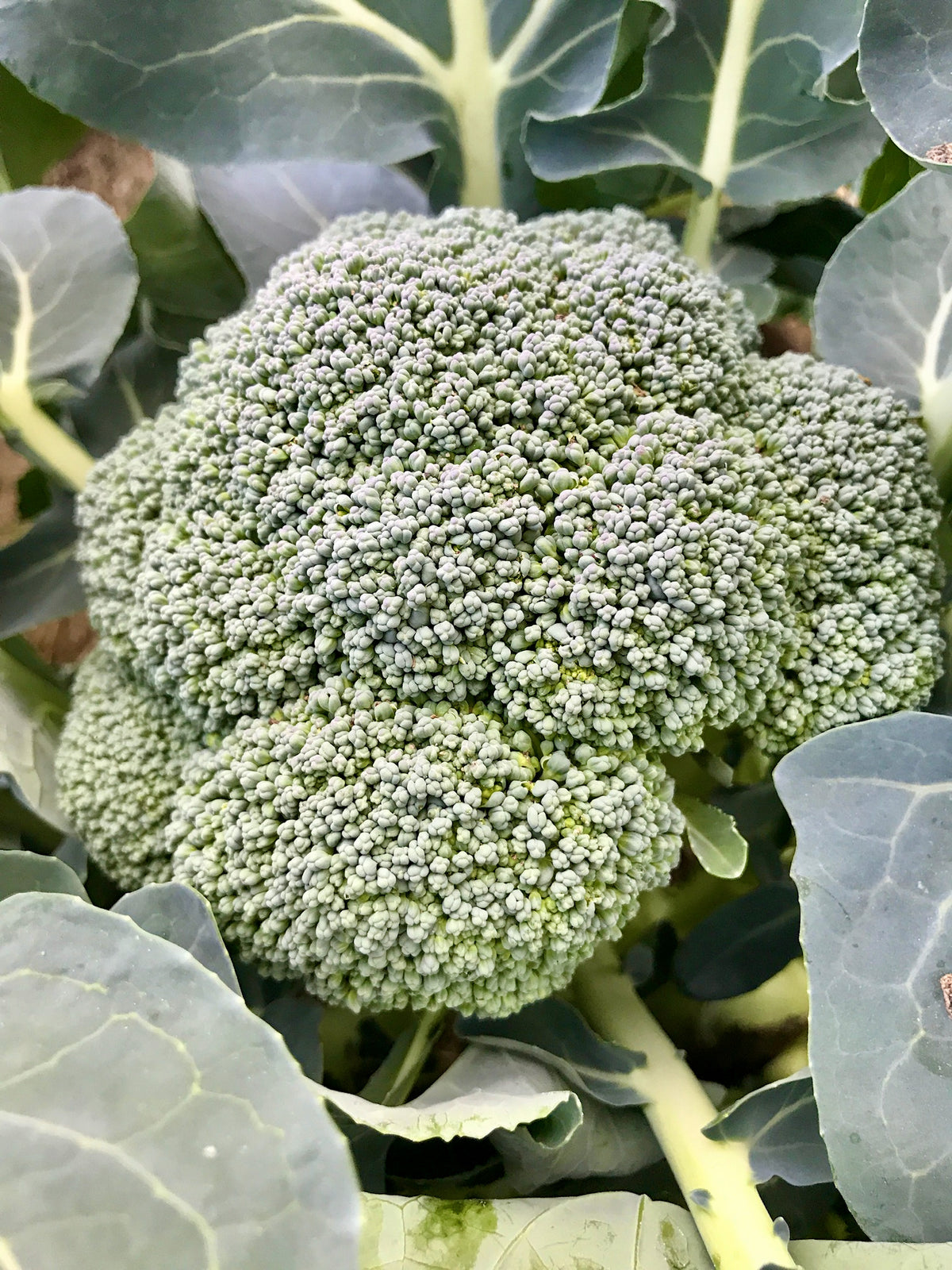 Godzilla Broccoli F1