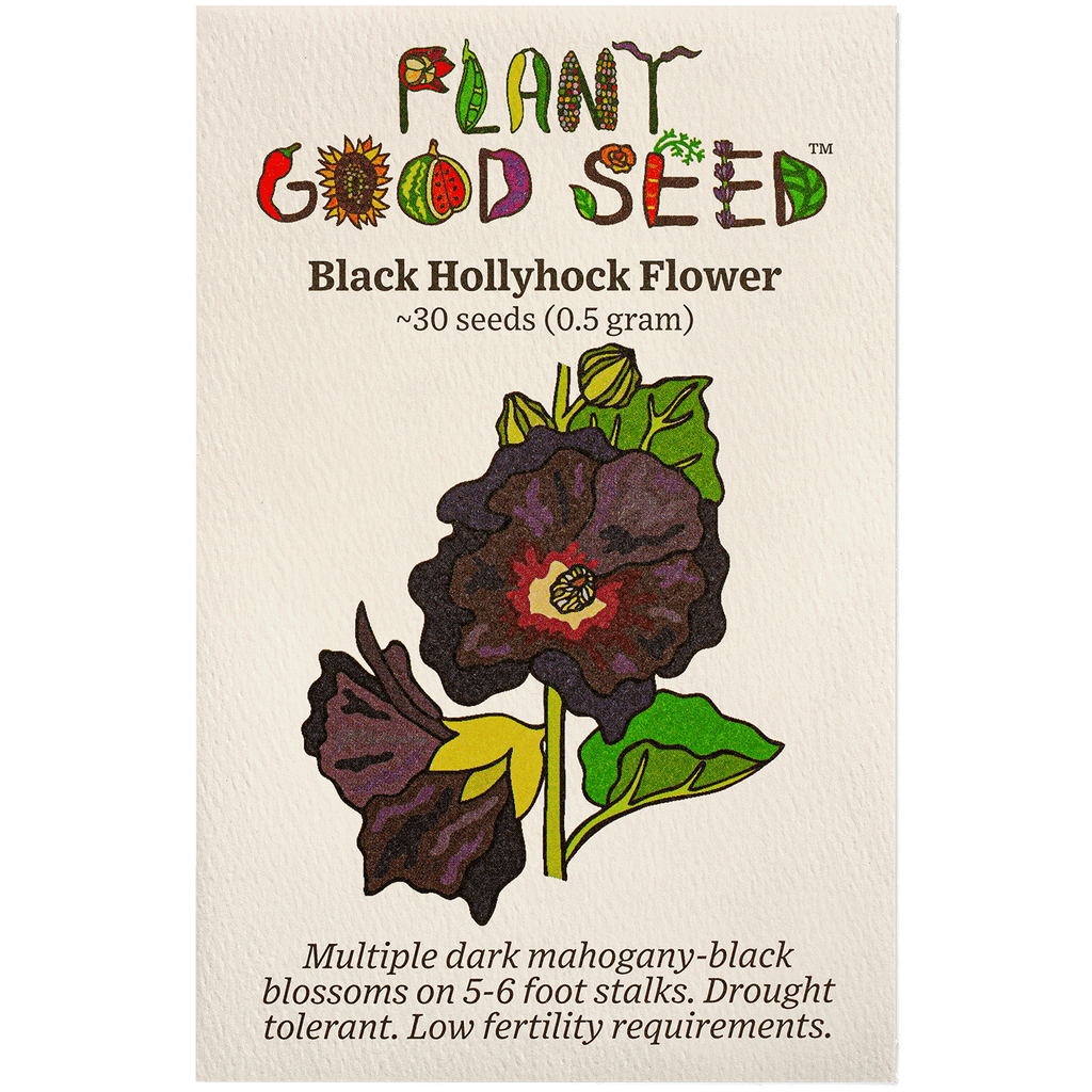 where to buy black flower seeds Black Hollyhock Flower Seeds