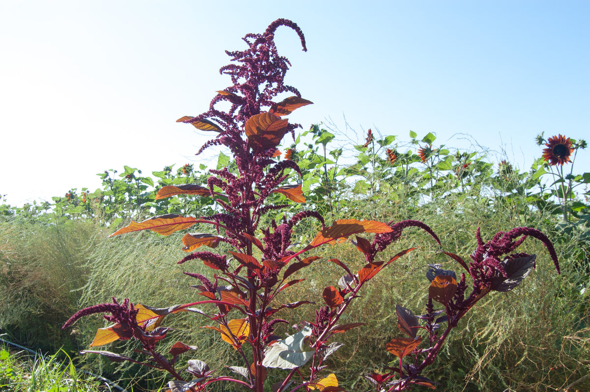 Hopi Red Dye Amaranth