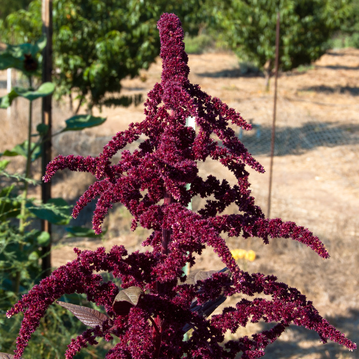 Hopi Red Dye Amaranth