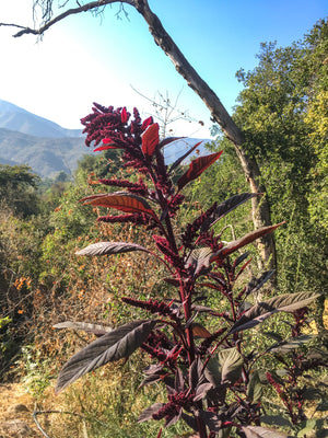 Hopi Red Dye - Heirloom & Organic Amaranthus Seed