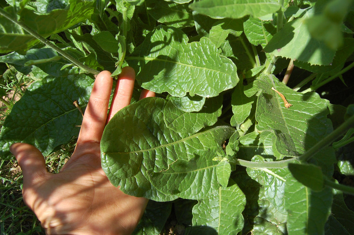 Huichol Tobacco Seed