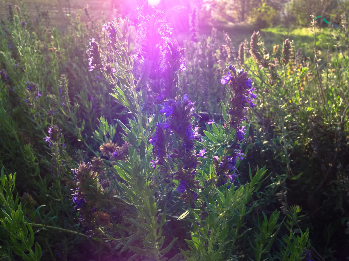 Purple Flowered Hyssop