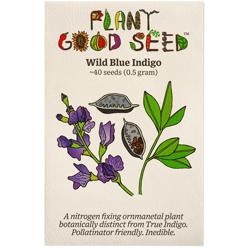 Wild Blue Indigo Seeds The Plant Good Seed Company