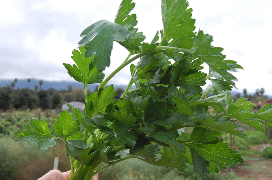 Parsley Leaf Bunch Closeup