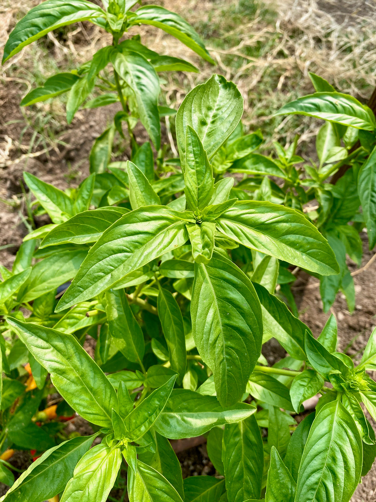 Italian Large Leaf Basil