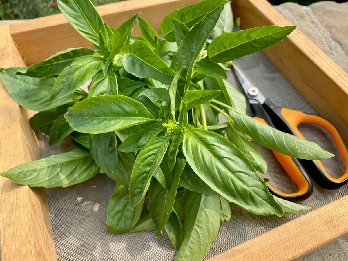 Italian Large Leaf Basil