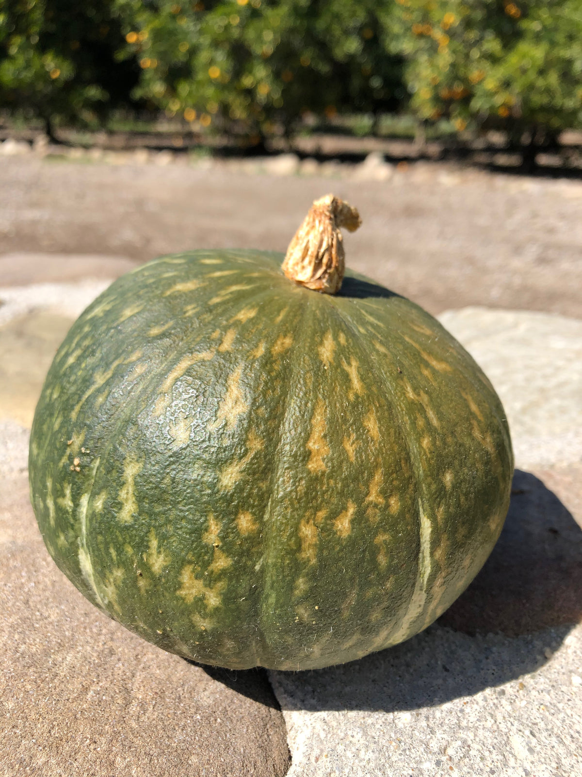 Kurihomare Kabocha Squash F1