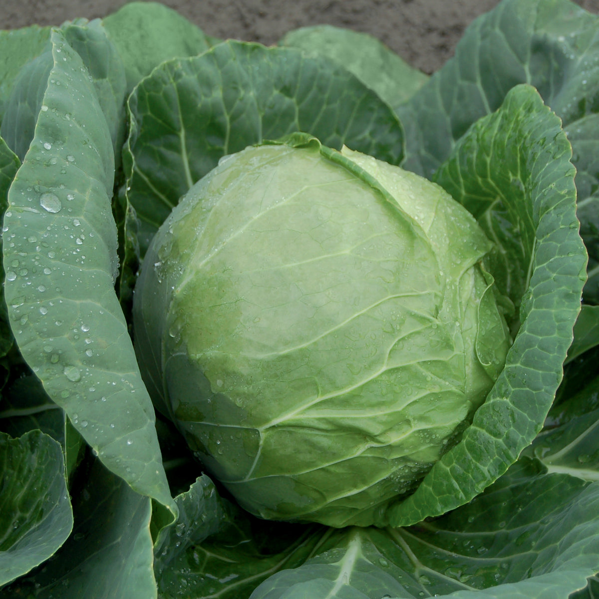 Katarina F1 Cabbage