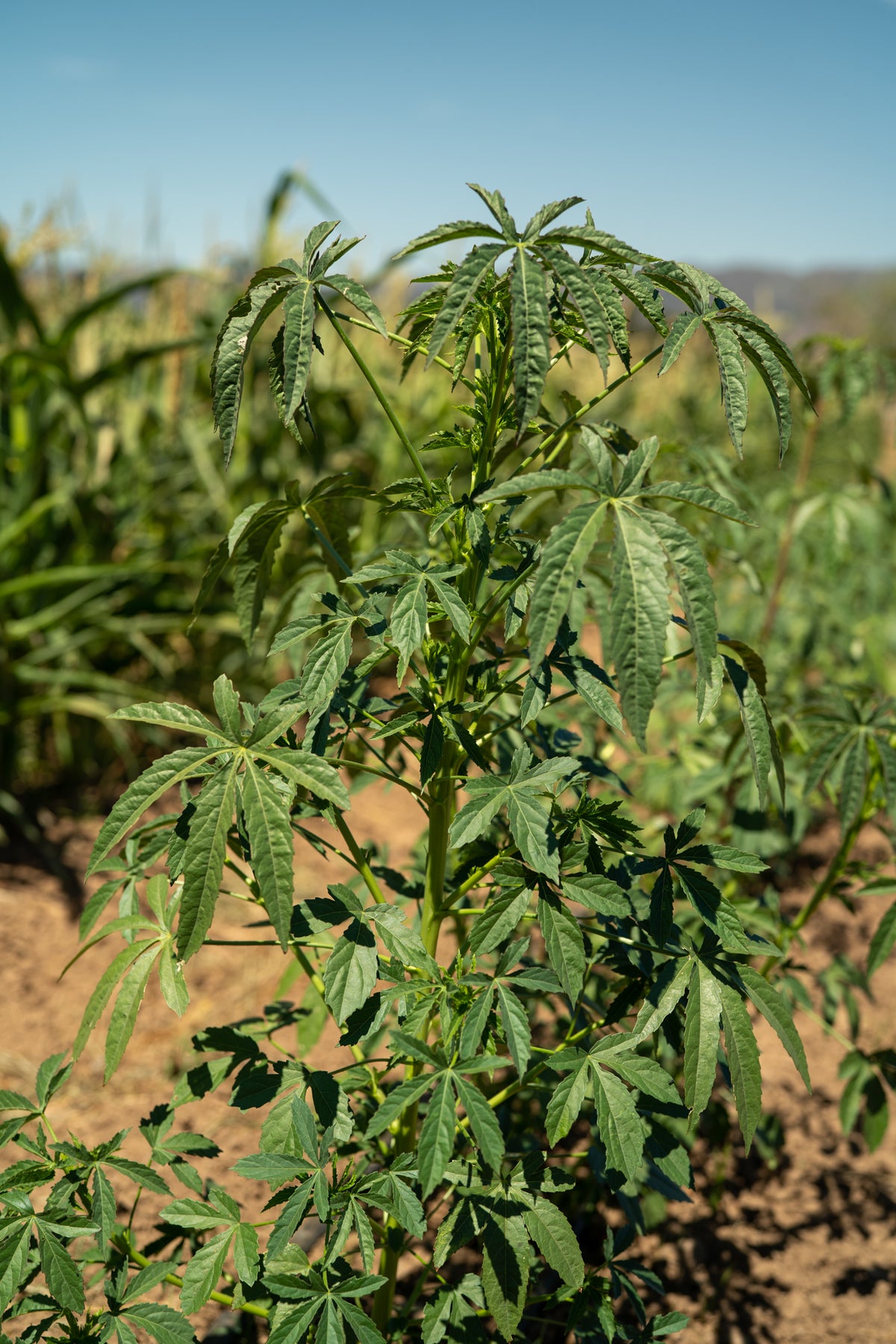 Kenaf / Fiber Hibiscus Seeds - The Plant Good Seed Company