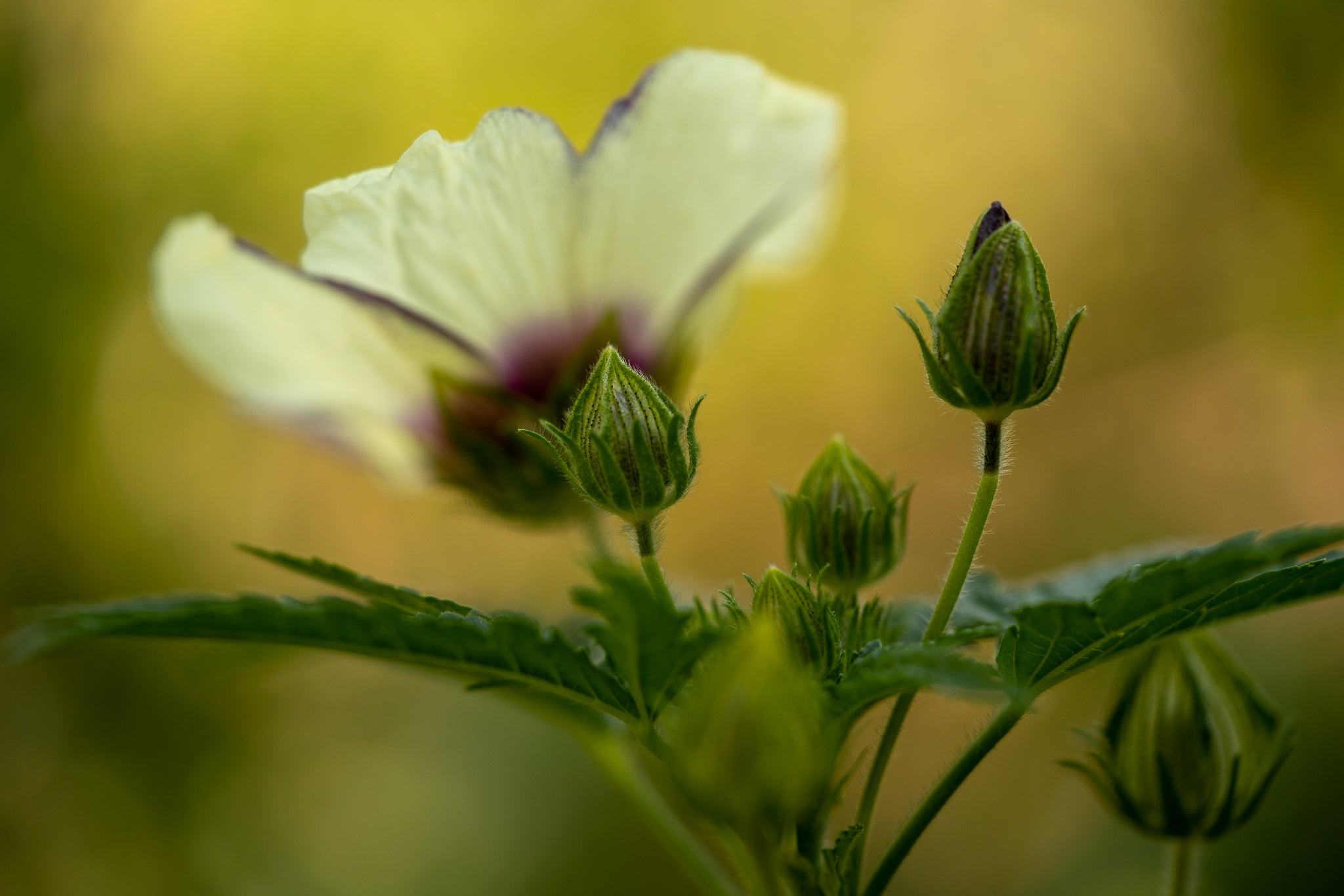 flower of an hour seeds Flower-of-an-hour Seeds