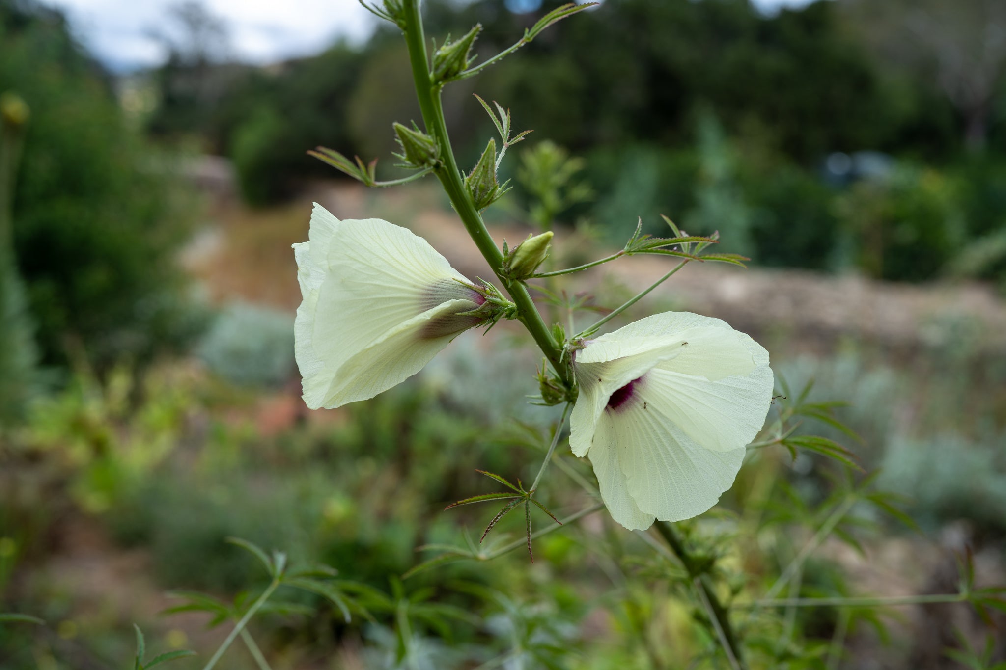 kenaf plant seeds Kenaf / Fiber Hibiscus Seeds