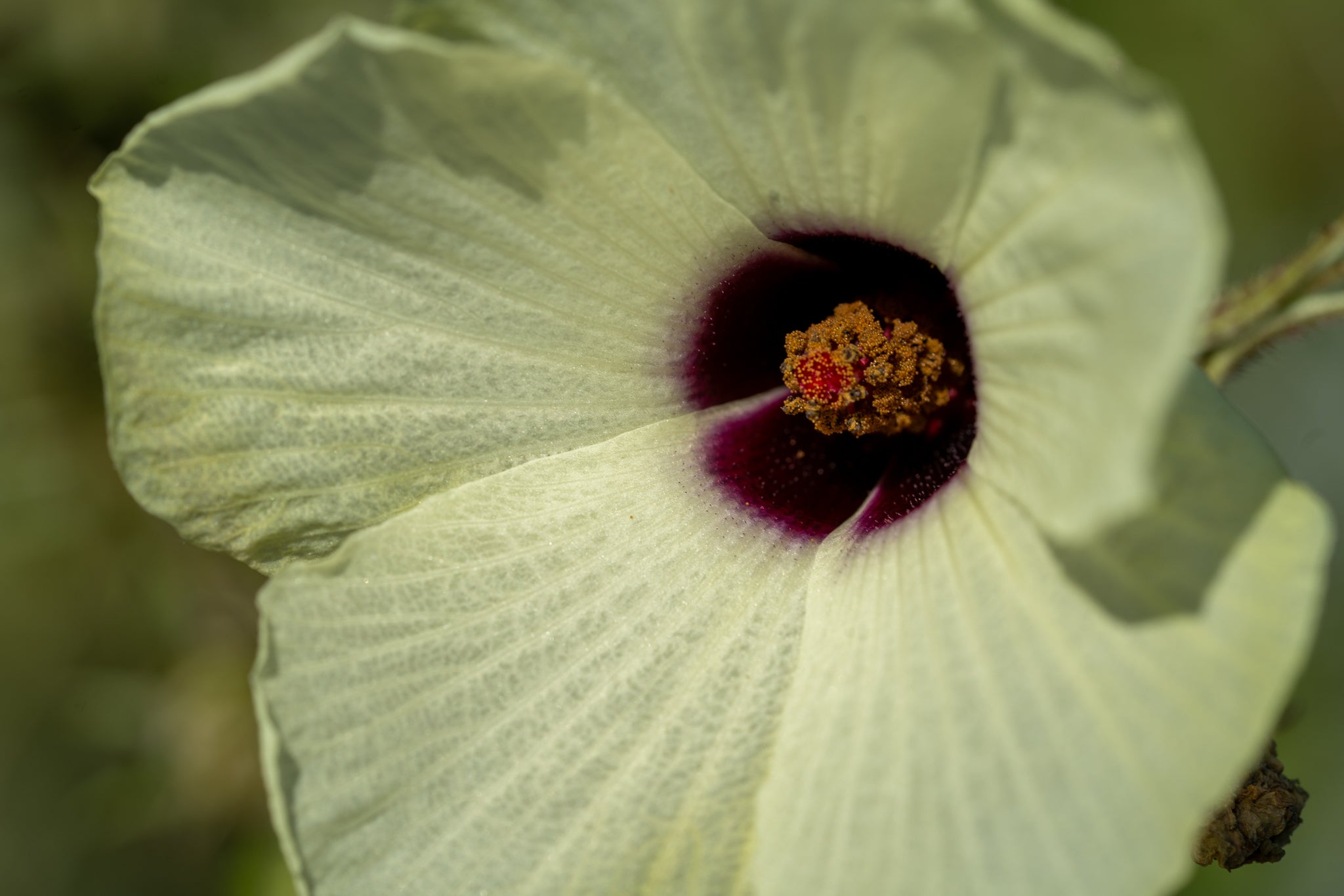 kenaf plant seeds Kenaf / Fiber Hibiscus Seeds