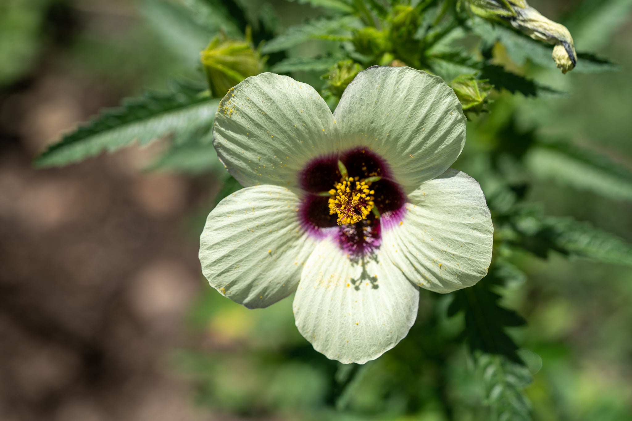 flower of an hour seeds Flower-of-an-hour Seeds