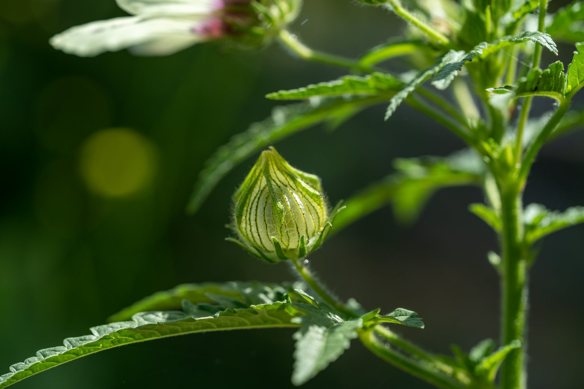 flower of an hour seeds Flower-of-an-hour Seeds