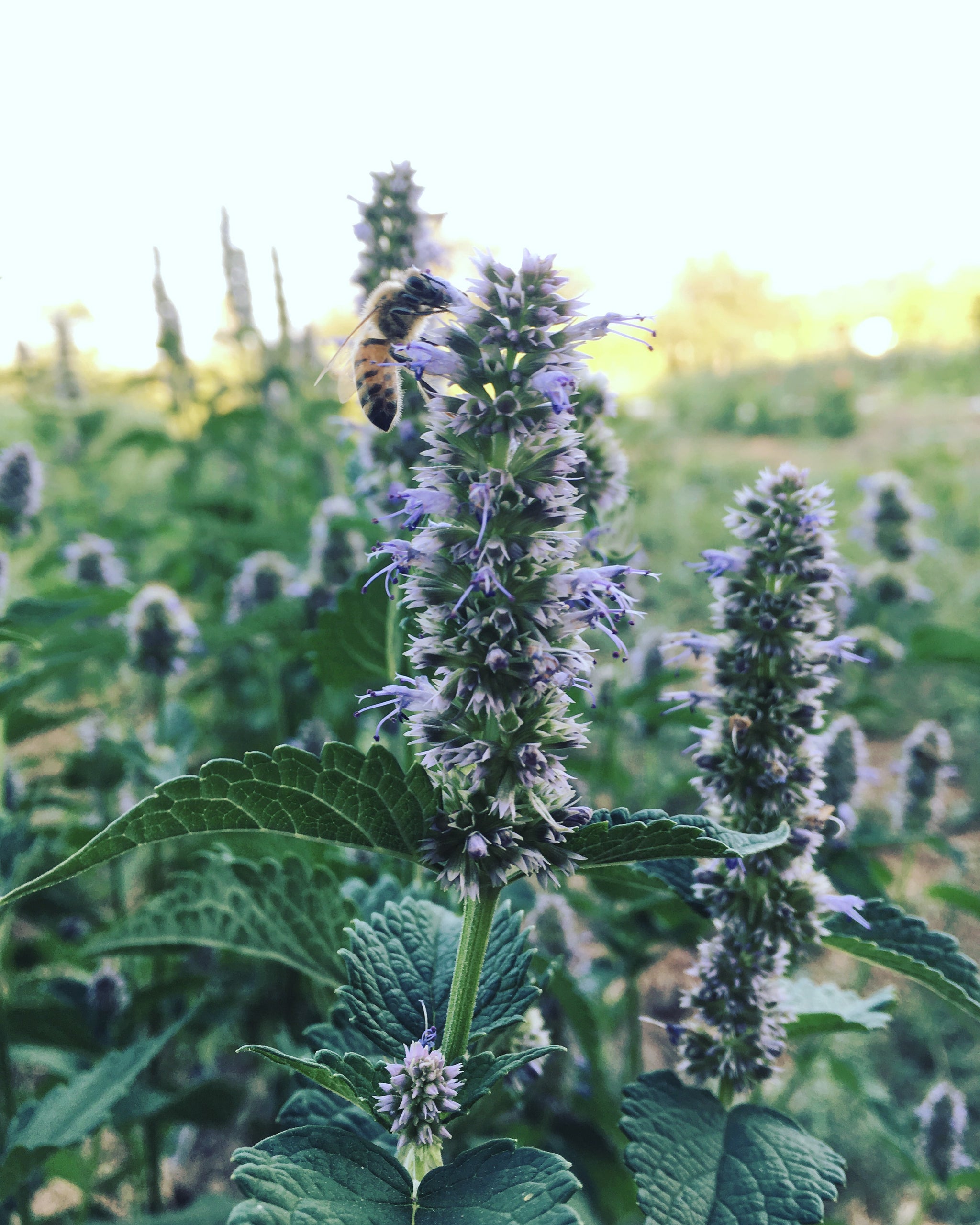 Korean Licorice Mint Seeds The Plant Good Seed Company