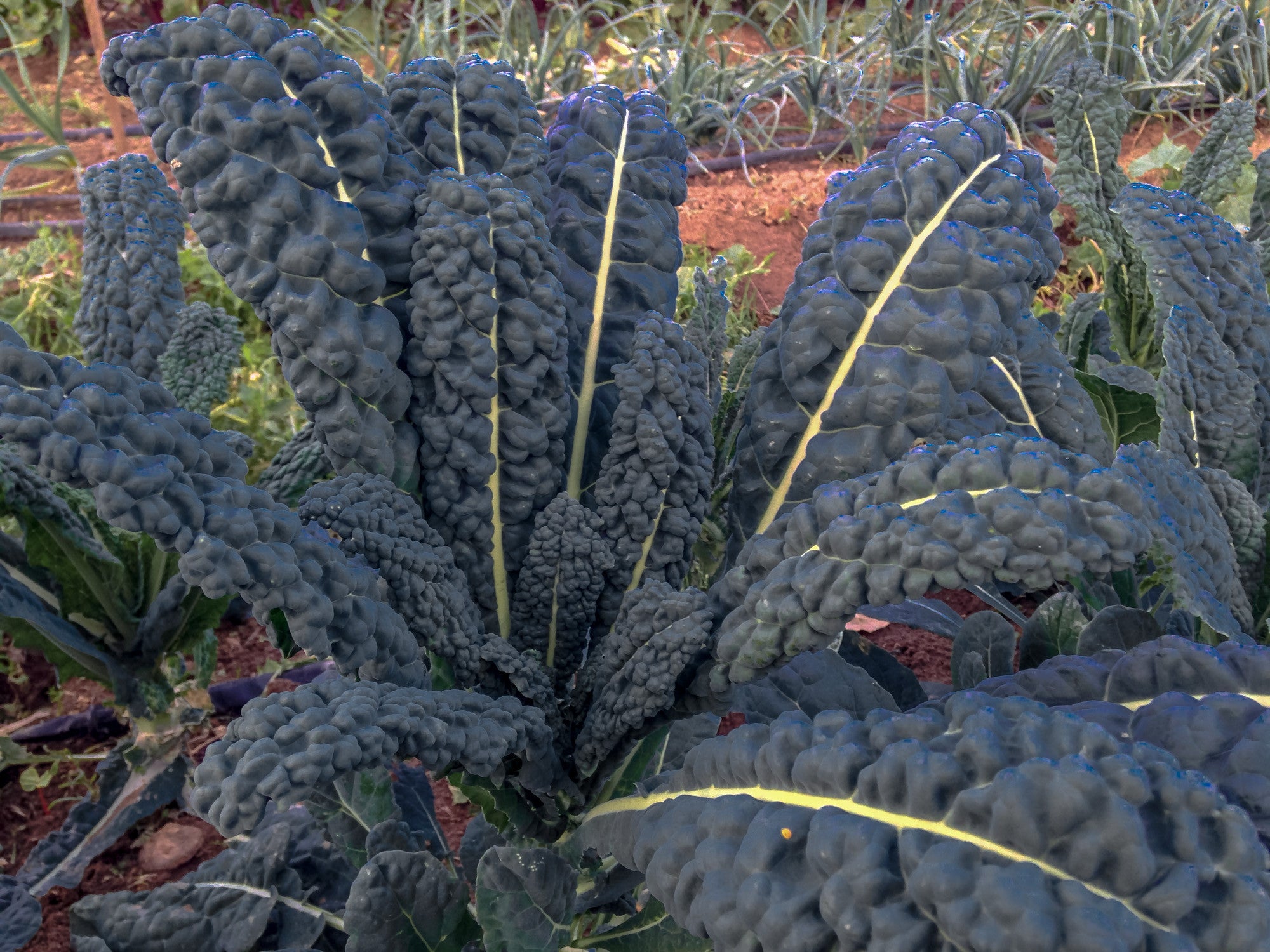 planting lacinato kale seeds Lacinato Kale Seeds BULK: 1 ounce, OG