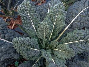 Lacinato Kale Seeds - The Plant Good Seed Company